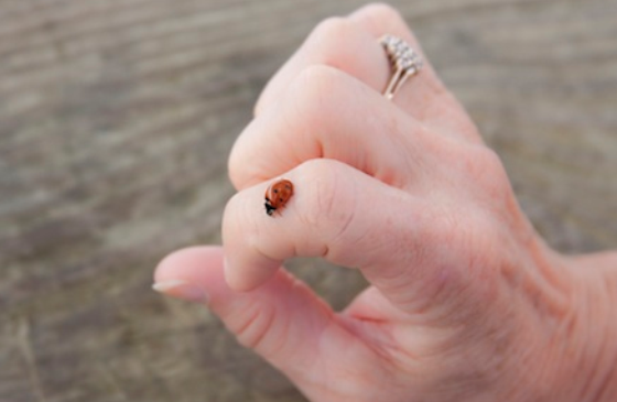 ladybug on a woman's hand