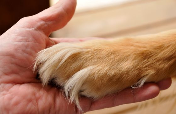 a dog paw holding hands with a woman.