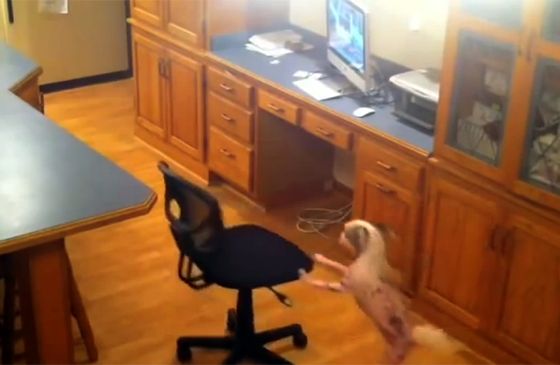 A pooch pushes a chair to gain access to treat on a counter.