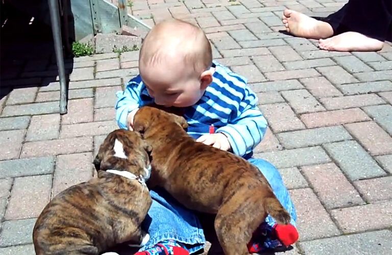 A very cute baby with a pair of adorable puppies