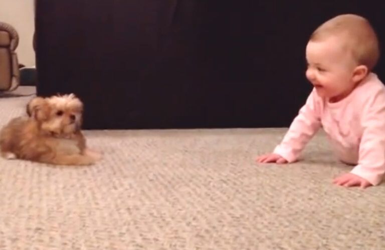 Baby and puppy play together