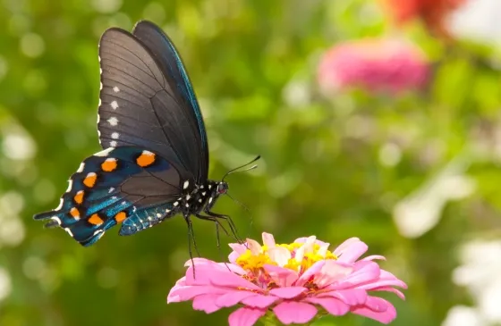 Beautiful butterfly resting on a zinnia