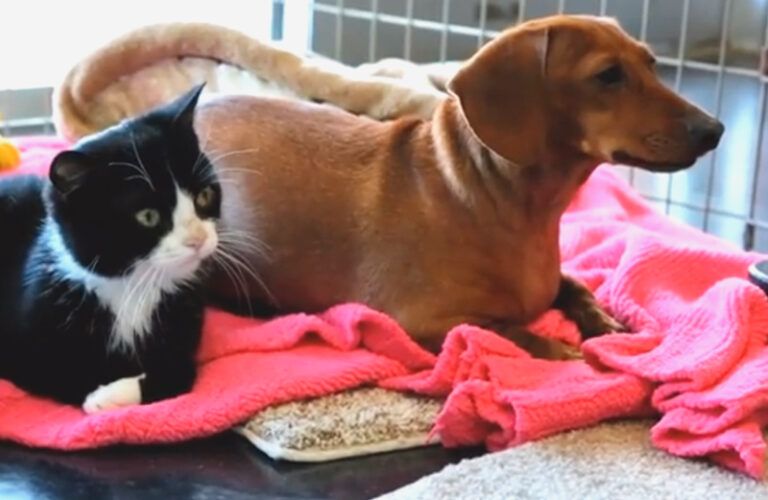 Paralyzed kitten and abandoned dachshund play together
