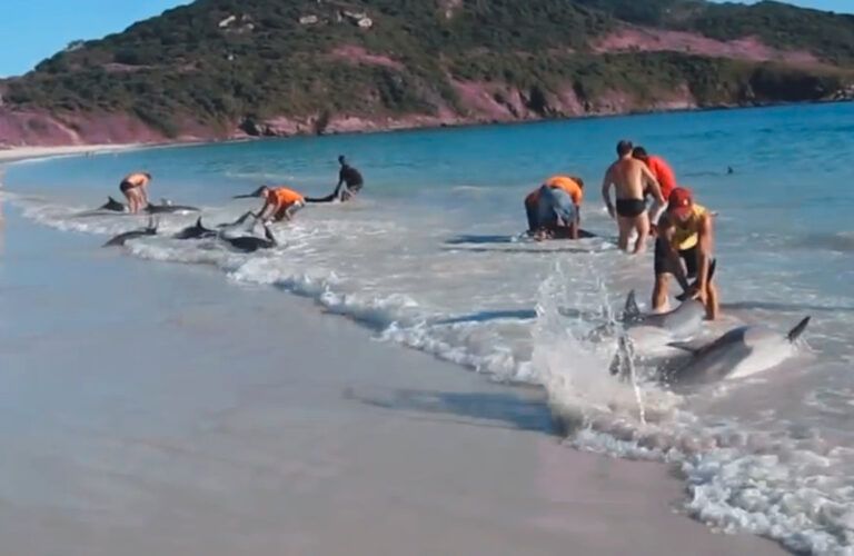 Beachgoers Rescue a Pod of Stranded Dolphins