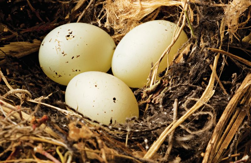 Three pale eggs in a nest