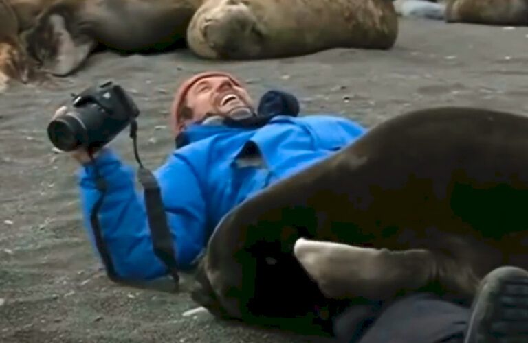 Photographer lays in the sand as seal climbs on top of him.