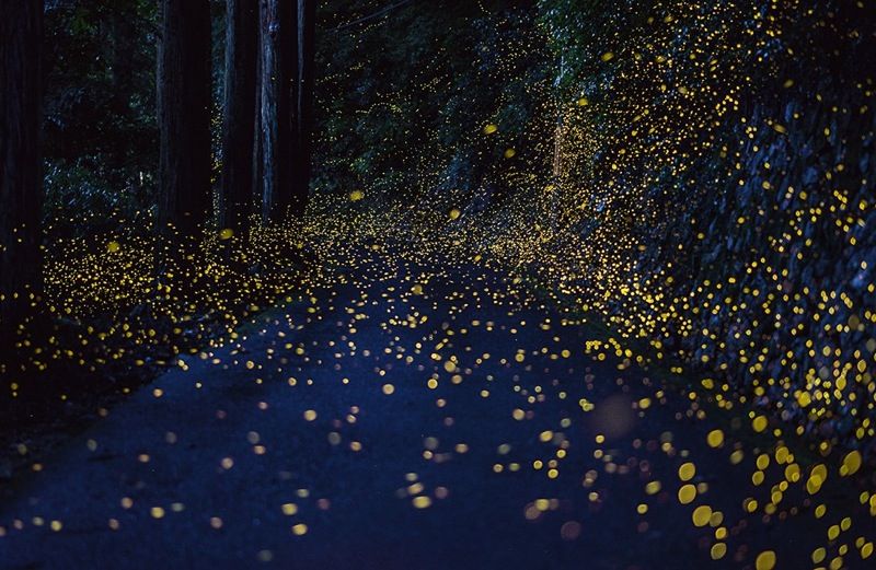 Flirting fireflies by Tsuneaki Hiramatsu/Smithsonian.com