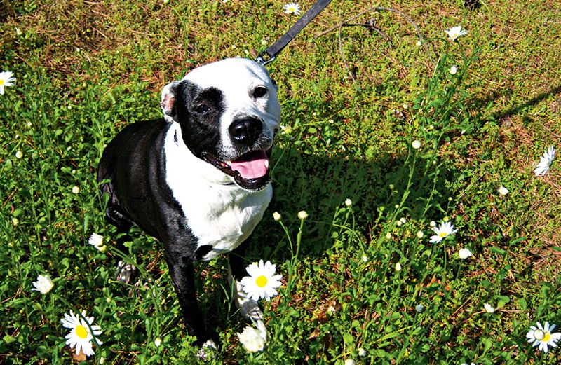 A photo of Daisy the dog in a field of wild flowers