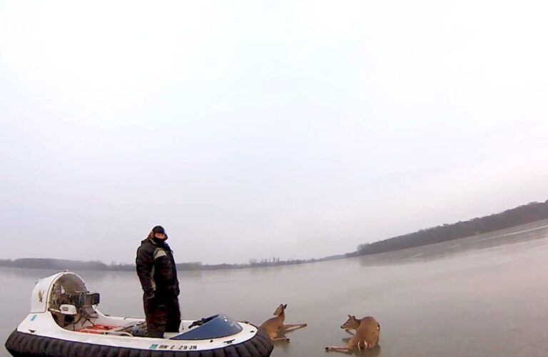 Man rescues two deer with hovercraft