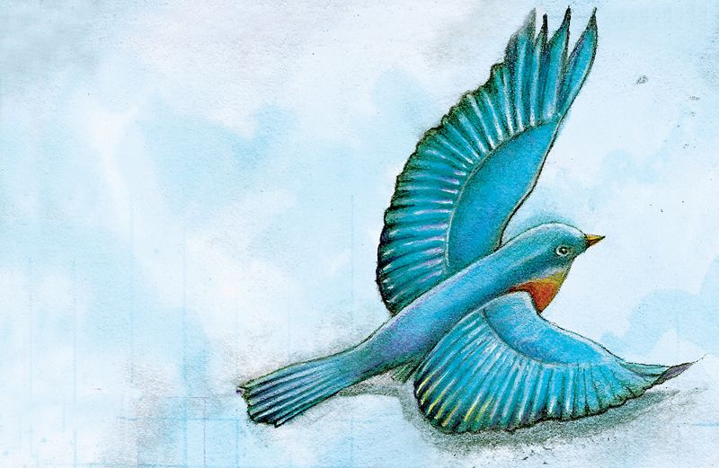 An artist's rendering of a bluebird on the wing