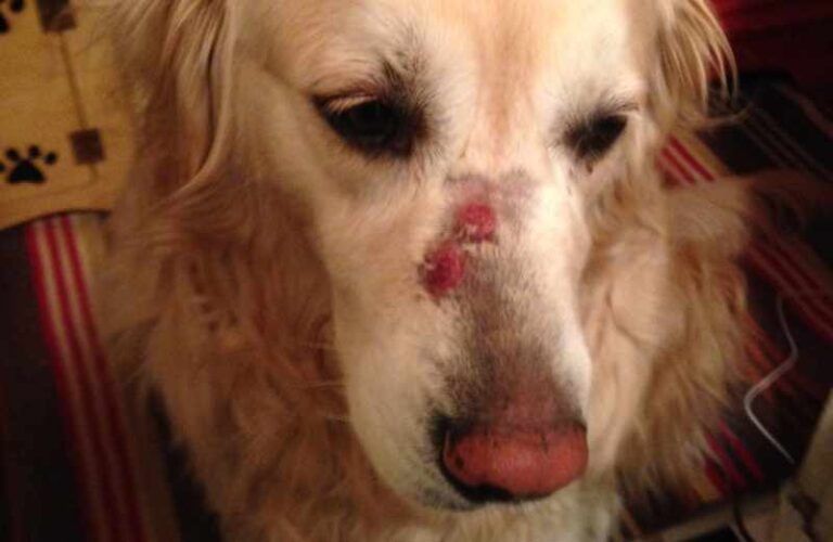 Guideposts editor-in-chief Edward Grinnan's dog Millie with a bite on her nose