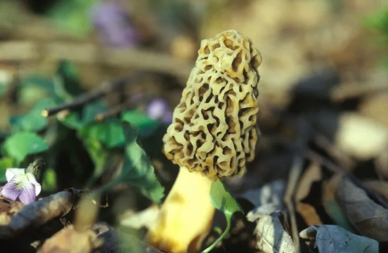 Morel growing in a flower garden