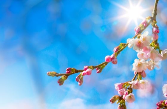The sun rising through beatiful spring blossoms.