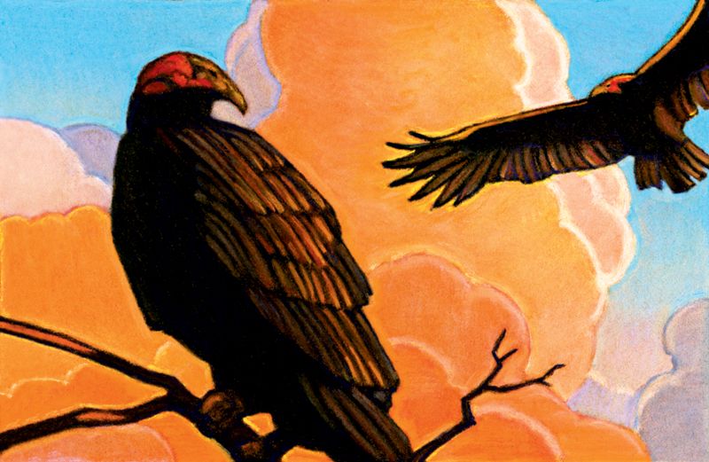 An artist's rendering of a buzzard