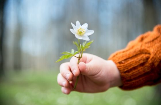 close-up of a child's hand offering a flower.