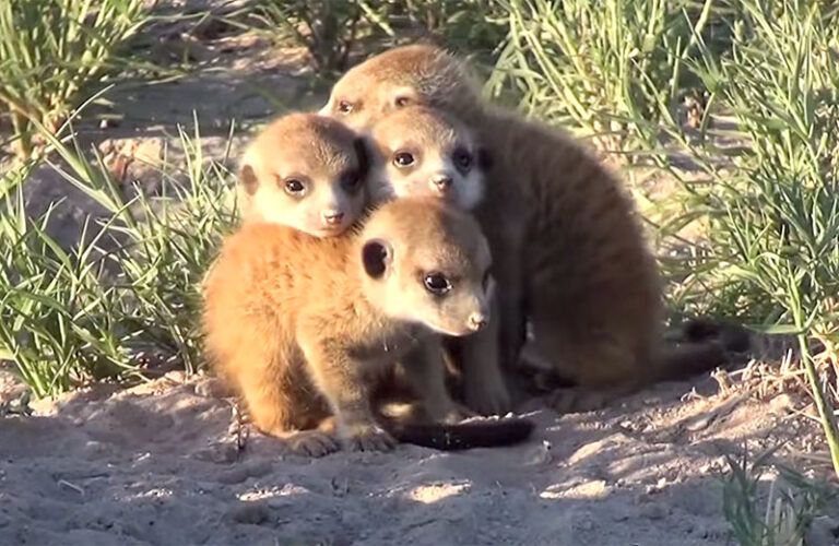 A huddle of baby Meerkats