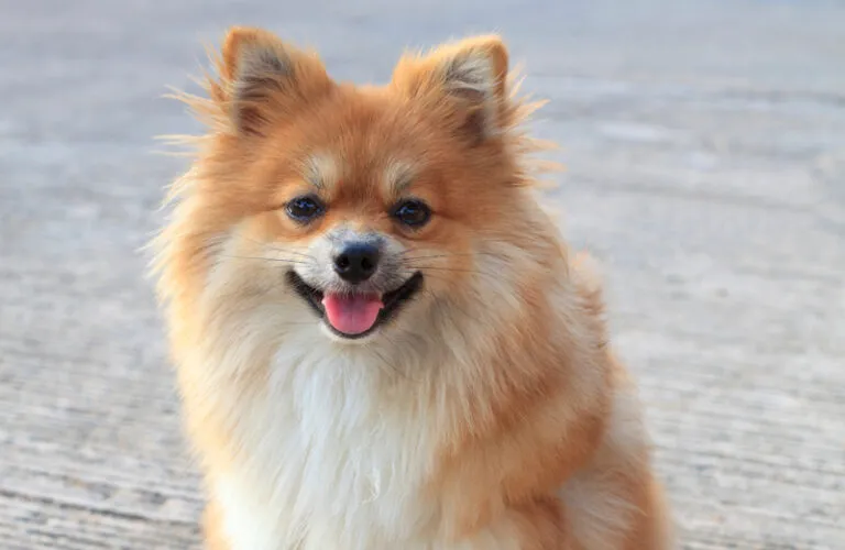 A pomeranian