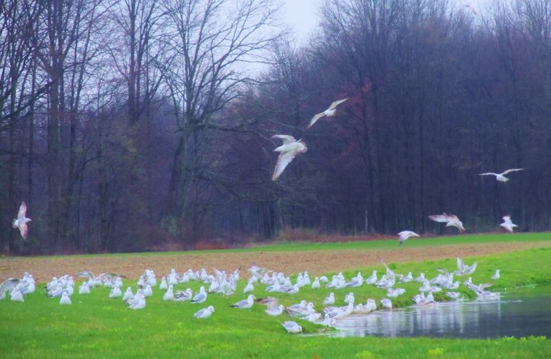 A flock of seagulls looking like angels on a rainy day