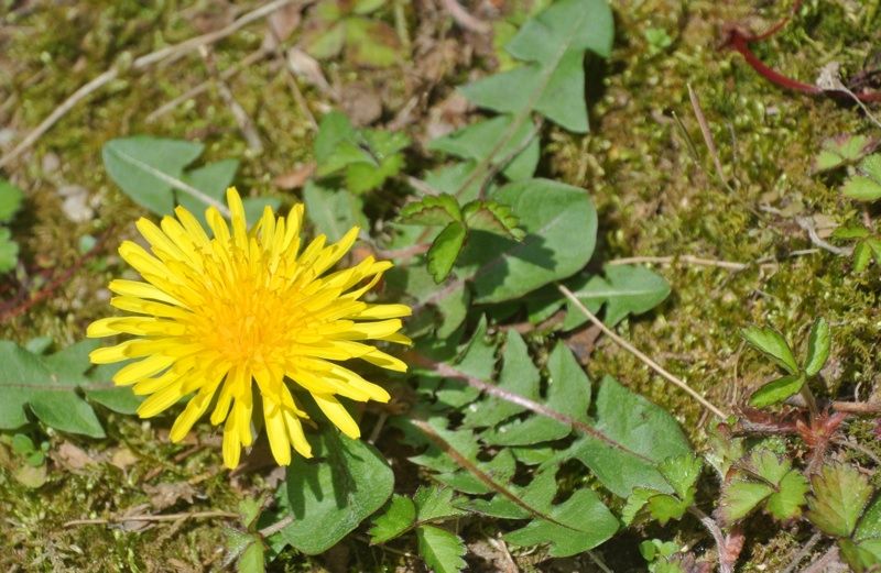 A dandelion in the weedy garden of a military family