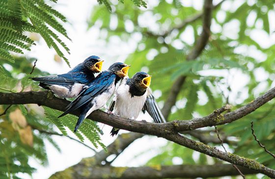 A trio of singing birds