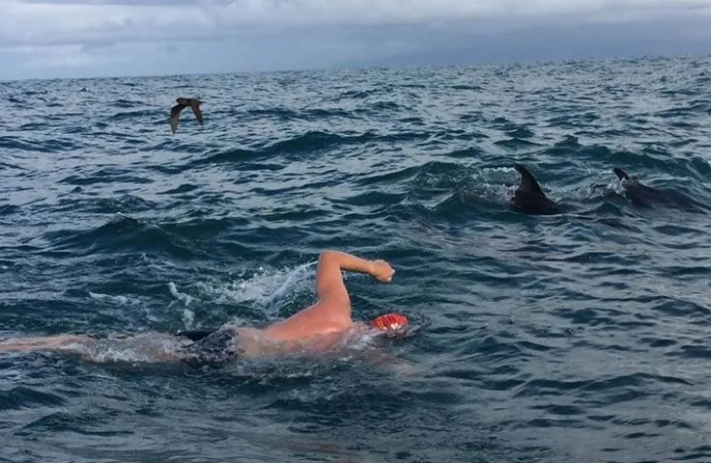 British swimmer Adam Walker with the pod of dolphins that saved him from a shark