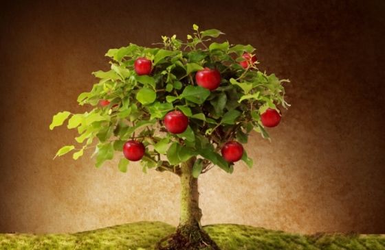 graphic image of an apple tree