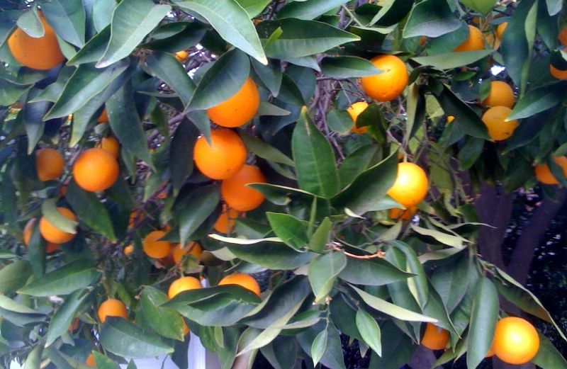 Oranges on prayer blogger Rick Hamlin's mother's orange tree