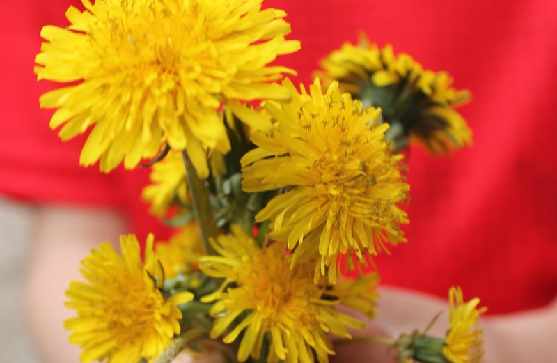 A bouquet of dandelions picked by her son for Shawnelle Eliasen