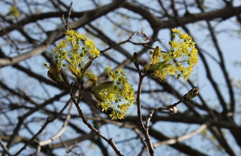 A maple tree branch showing the very first buds of spring