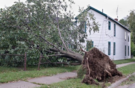 a tree uprooted in a storm