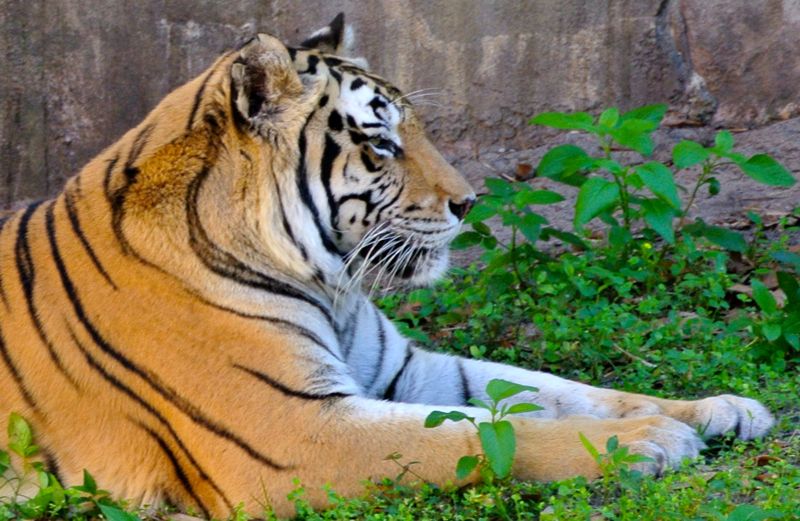Outreach Ministries blogger Edie Melson's picture of a tiger in the grass