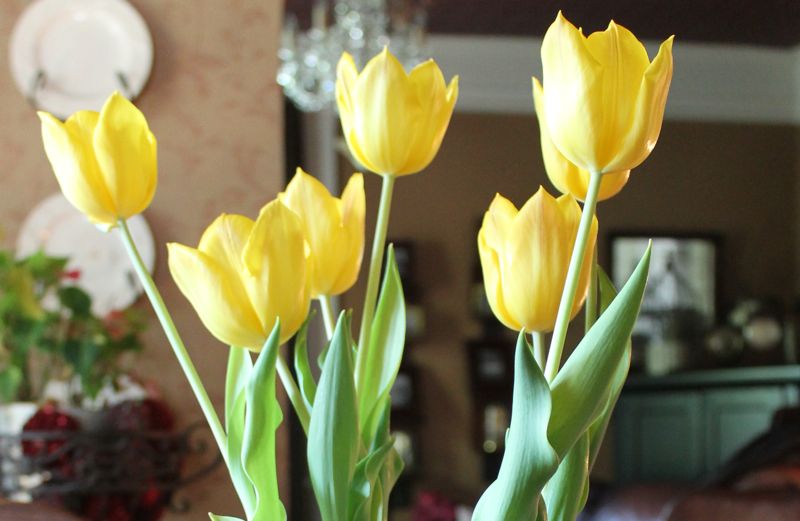 A beautiful bouquet of living, bright yellow tulip bulbs