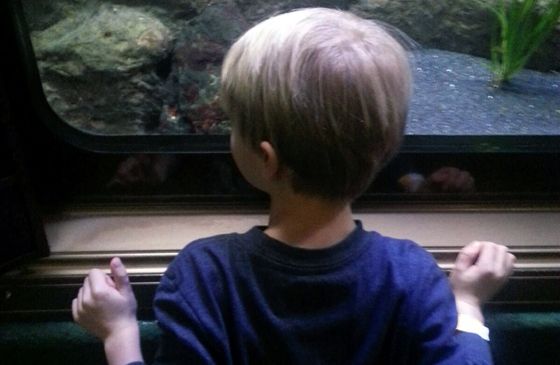 Zay gazes at fish in a large aquarium tank.