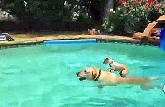 This puppy rides on his friend's back as he swims across the food.