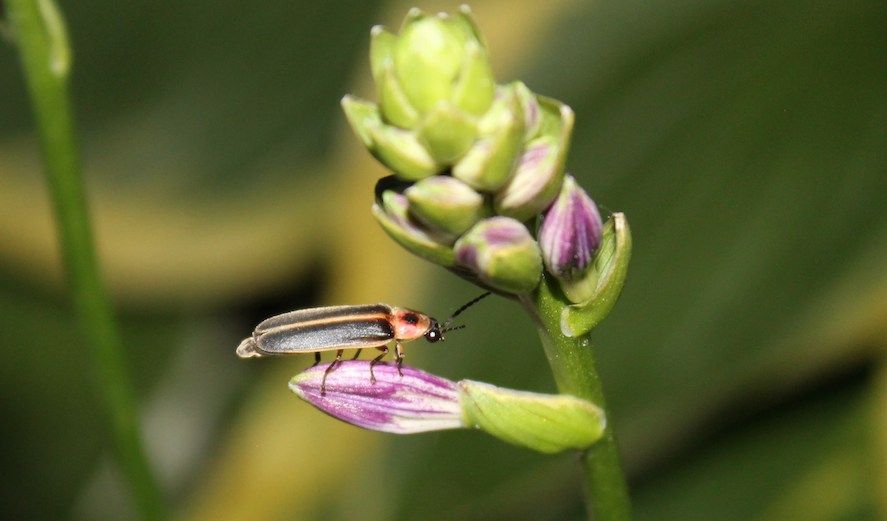 A bug alights on a flower in a garden