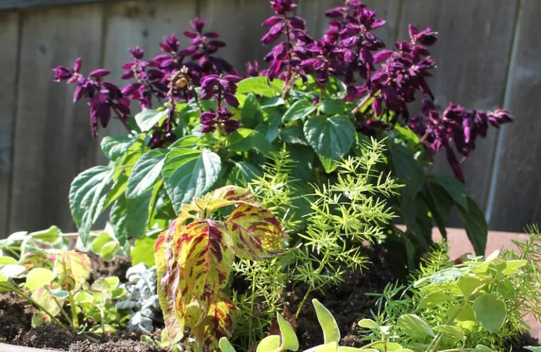 A garden growing in a wheelbarrow!