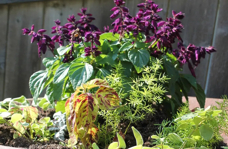 A garden growing in a wheelbarrow!