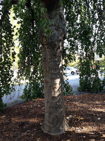 The secret tree on the Cornell College campus.