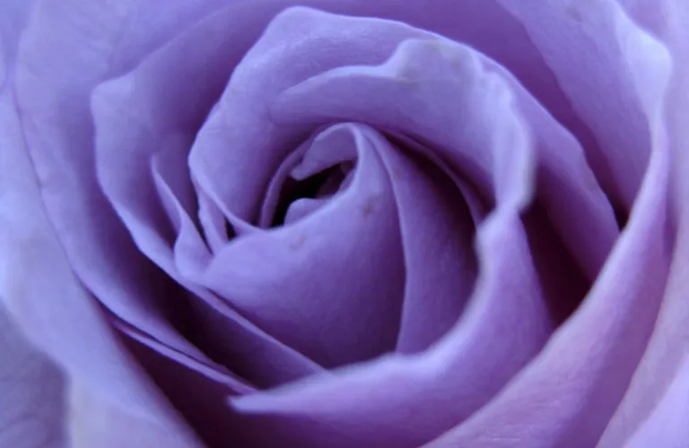 A lavender rose