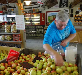 Michelle's husband selects autumn apples.