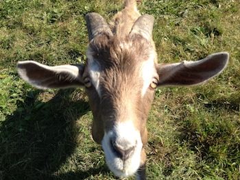 Goat portrait by Peggy Frezon