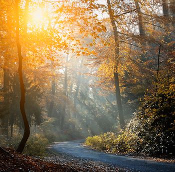 A forest scene filled with light. Photo by Balazs Kovacs Images for Shutterstock.