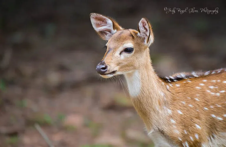 Photo by Judy Royal Glenn