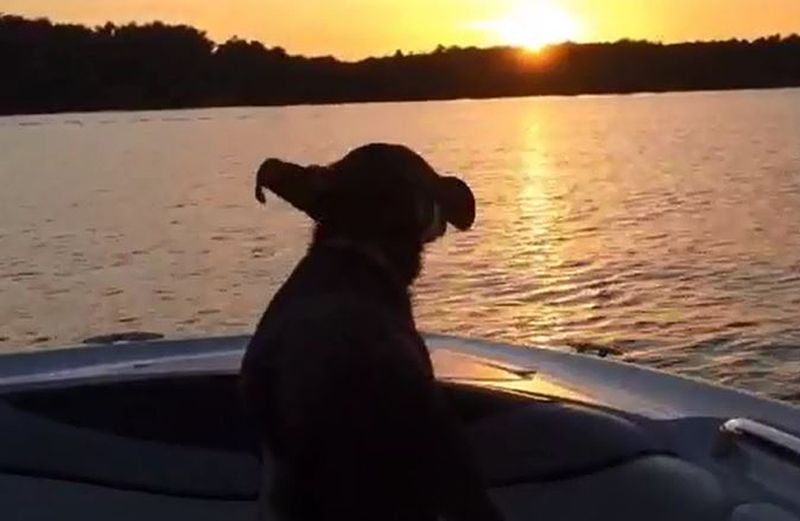 Sadie at the bow of the boat, video image courtesy of Jeff Dauler