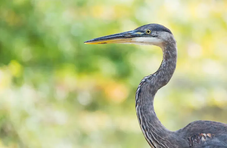 Photo of a Great Blue Heron by Judy Royal Glenn