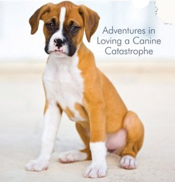Boxer puppy on the cover of 'Surviving Henry'