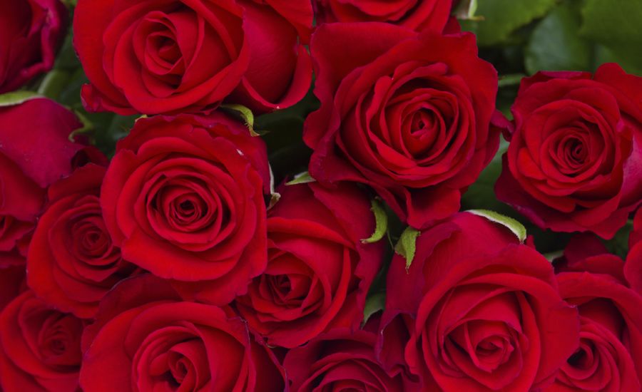 Did Someone Order Roses? - Guideposts