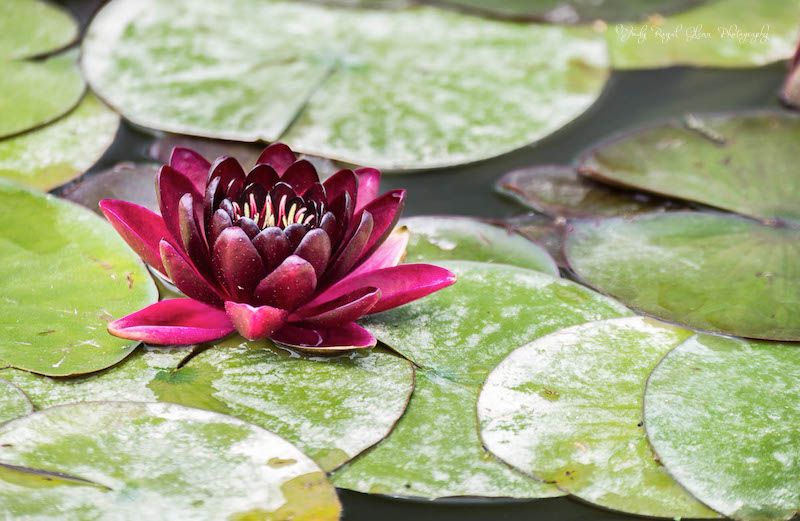 Photo of a water lily at Biltmore Estate, by Judy Royal Glenn