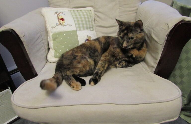 Peggy's grandkitty Cinnamon waiting in the nursery.