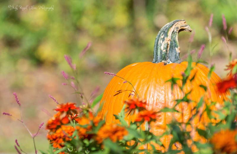 Fall pumpkins photographed by Judy Royal Glenn